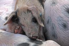 Piglets during Panage period new Forest